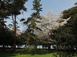 DSCN7623　サクラ